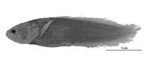 Image of Paradiancistrus cuyoensis (Cuyo coralbrotula)