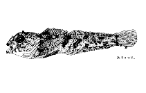 Image of Paricelinus hopliticus (Thornback sculpin)