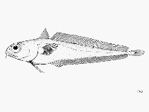 Image of Physiculus rastrelliger (Hundred fathom mora)