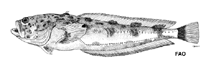 Image of Porichthys oculofrenum 