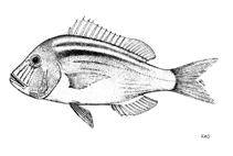Image of Polysteganus praeorbitalis (Scotsman seabream)