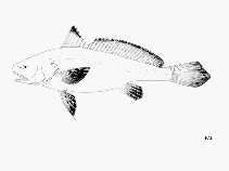 Image of Pseudotolithus moorii (Cameroon croaker)