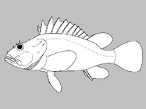 Image of Pontinus leda (Speckled deepwater scorpionfish)