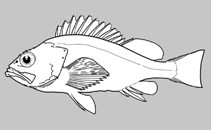 Image of Sebastes melanostictus (Blackspotted rockfish)