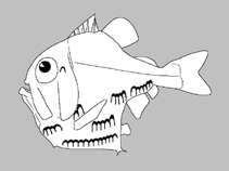 Image of Maurolicus japonicus (North Pacific lightfish)