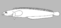 Image of Alectridium aurantiacum (Lesser prickleback)