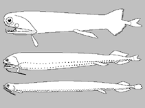 Image of Melanostomias tentaculatus (Tentacle dragonfish)