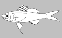 Image of Symphysanodon katayamai (Yellowstripe slopefish)