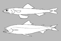 Image of Saurida argentea (Shortfin saury)