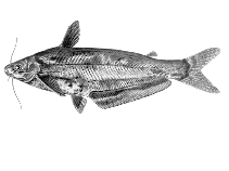 Image of Schilbe yangambianus (Yangambi butterbarbel)