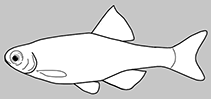 Image of Tanichthys kuehnei 
