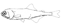 Image of Tarletonbeania taylori (North Pacific lanternfish)