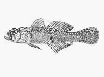Image of Trimma corallinum (Polkadot pygmygoby)