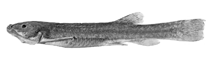 Image of Trichomycterus hualco 