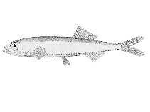 Image of Vinciguerria nimbaria (Oceanic lightfish)