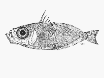 Image of Zenion leptolepis (Elongate dory)