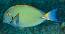 Image of Acanthurus dussumieri (Eyestripe surgeonfish)