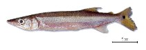 Image of Acestrorhynchus falcirostris 