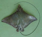 Image of Aetobatus flagellum (Longheaded eagle ray)