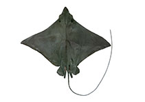 Image of Aetobatus narutobiei (Naru eagle ray)