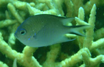 Image of Altrichthys azurelineatus (Azure damselfish)
