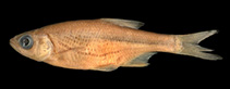 Image of Alburnoides holciki 