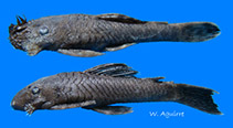 Image of Ancistrus clementinae 