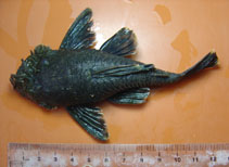 Image of Ancistrus multispinis 