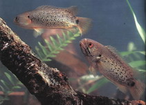 Show available picture(s) for Anabas testudineus