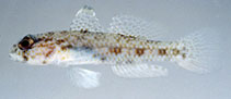 Image of Ancistrogobius yoshigoui (Threadless cheek-hook goby)