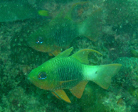 Image of Ostorhinchus griffini (Hookfin cardinalfish)