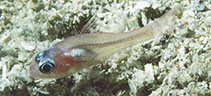 Image of Apogon indicus (Indian cardinalfish)