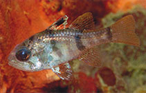 Image of Apogonichthyoides umbratilis (Cryptic cardinalfish)