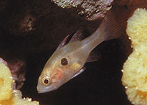 Image of Apogonichthyoides uninotatus (Onespot cardinalfish)