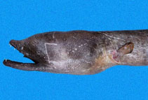 Image of Aplatophis zorro (Snaggle-toothed snake-eel)