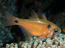 Image of Taeniamia biguttata (Twinspot cardinalfish)