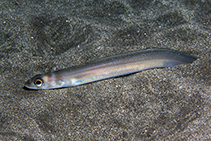 Image of Ariosoma mellissii (Silver Eel)