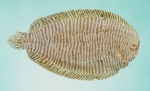 Image of Synclidopus macleayanus (Narrowbanded sole)