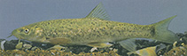 Image of Barbus ciscaucasicus (Terek barbel)