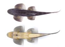 Image of Balitora mysorensis (Slender stone loach)