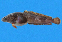 Image of Batrachoides waltersi (Walter\