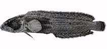 Image of Beliops batanensis (Batan longfin)