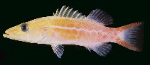 Image of Belonoperca pylei (Orangespotted soapfish)