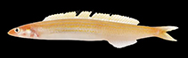 Image of Bleekeria kallolepis (Yellow-striped sandlance)