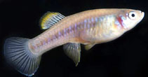 Image of Brachyrhaphis hartwegi (Soconusco gambusia)