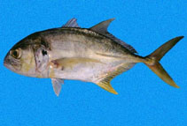 Image of Caranx caninus (Pacific crevalle jack)
