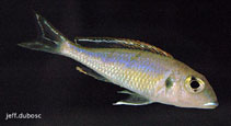 Image of Callochromis pleurospilus 