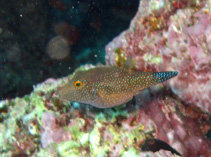 Image of Canthigaster sanctaehelenae (St. Helena Sharpnose Pufferfish)