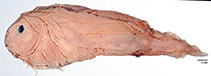 Image of Careproctus scottae 