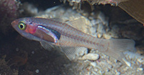 Image of Cercamia cladara (Frail cardinalfish)